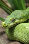 image of green_snake
