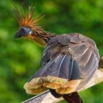 image of bird