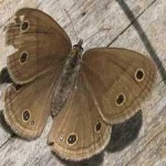 image of animal