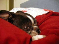 image of boston_bull