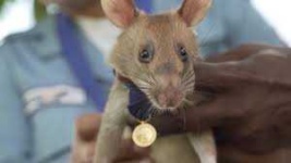 image of animal