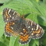 image of animal