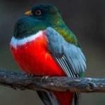 image of bird