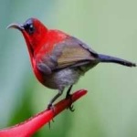 image of bird