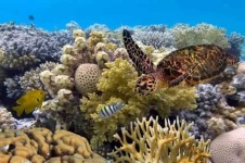 image of reef
