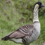 image of bird