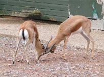 image of gazelle