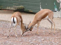 image of gazelle #3