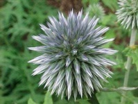 image of flower
