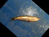 image of fish