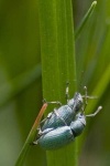 image of weevil