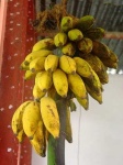 image of banana #9