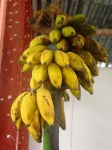 image of banana