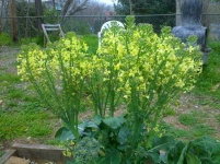 image of broccoli