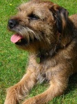 image of border_terrier