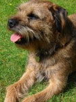 image of border_terrier #8