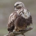 image of bird