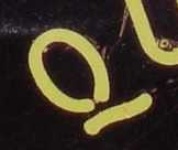 image of char