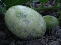 image of spaghetti_squash