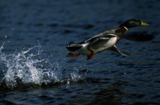 image of animal