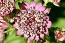 image of flower