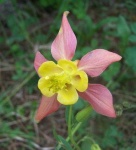 image of flower