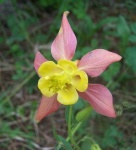 image of columbine #26