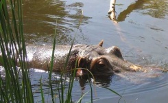 image of hippopotamus