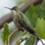 image of bird