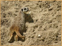 image of meerkat #32
