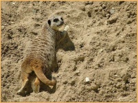 image of meerkat