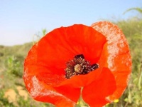 image of flower