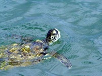 image of loggerhead
