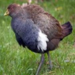 image of bird