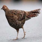 image of bird