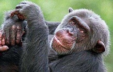 image of chimpanzee