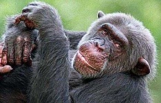 image of chimpanzee #3