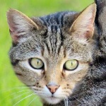 image of animal