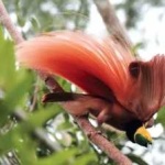 image of bird