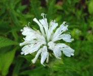 image of flower