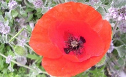 image of flower