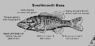 image of animal