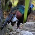 image of ocellated_turkey #21