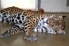 image of jaguar_car