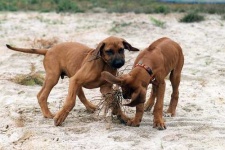 image of rhodesian_ridgeback
