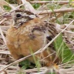 image of smiths_longspur #17