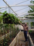 image of greenhouse