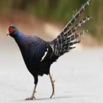 image of bird
