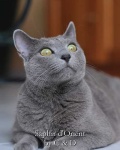 image of russian_blue #15