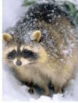 image of animal